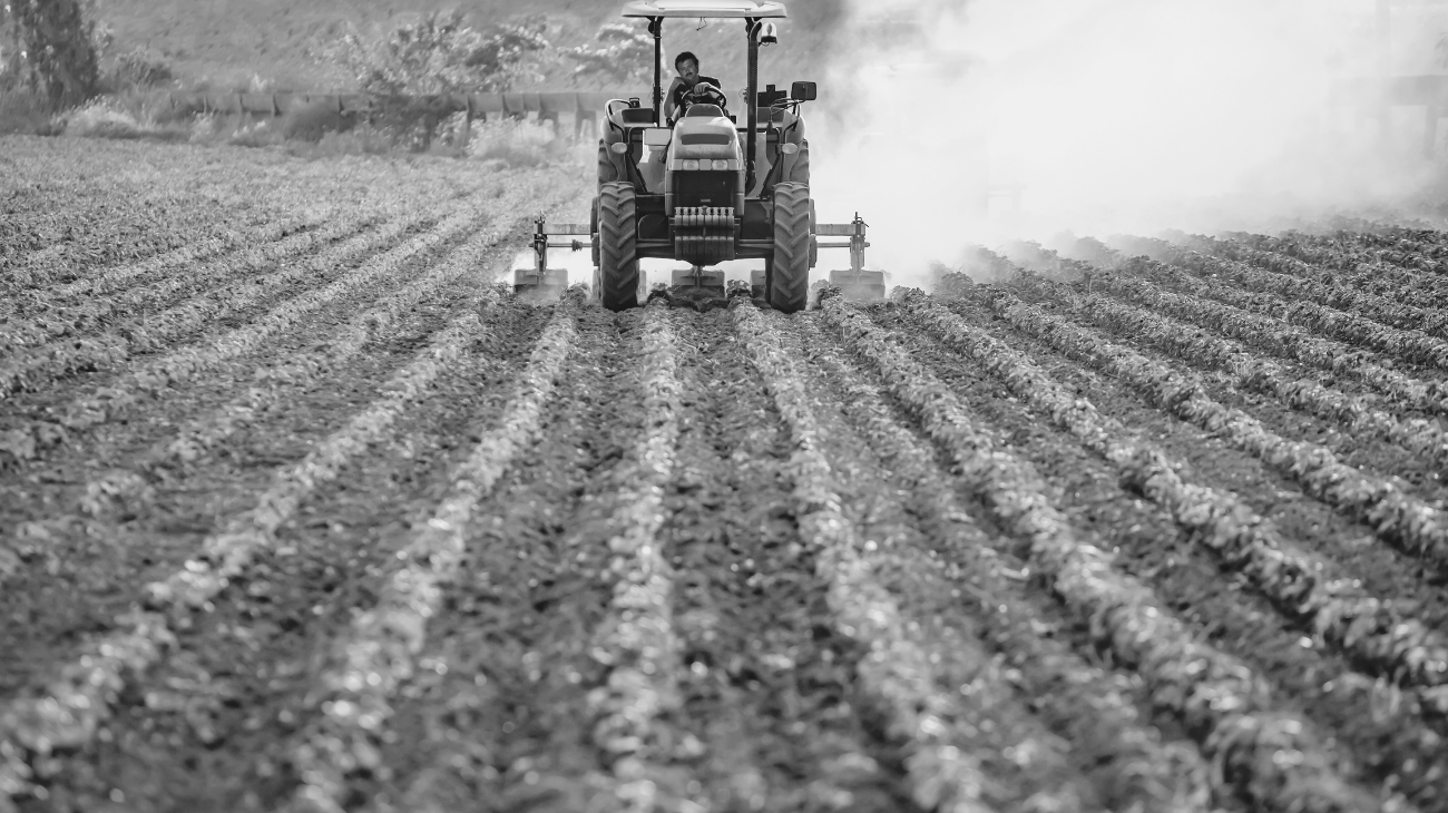 Estrés térmico por calor: cómo proteger a los trabajadores agrícolas este verano