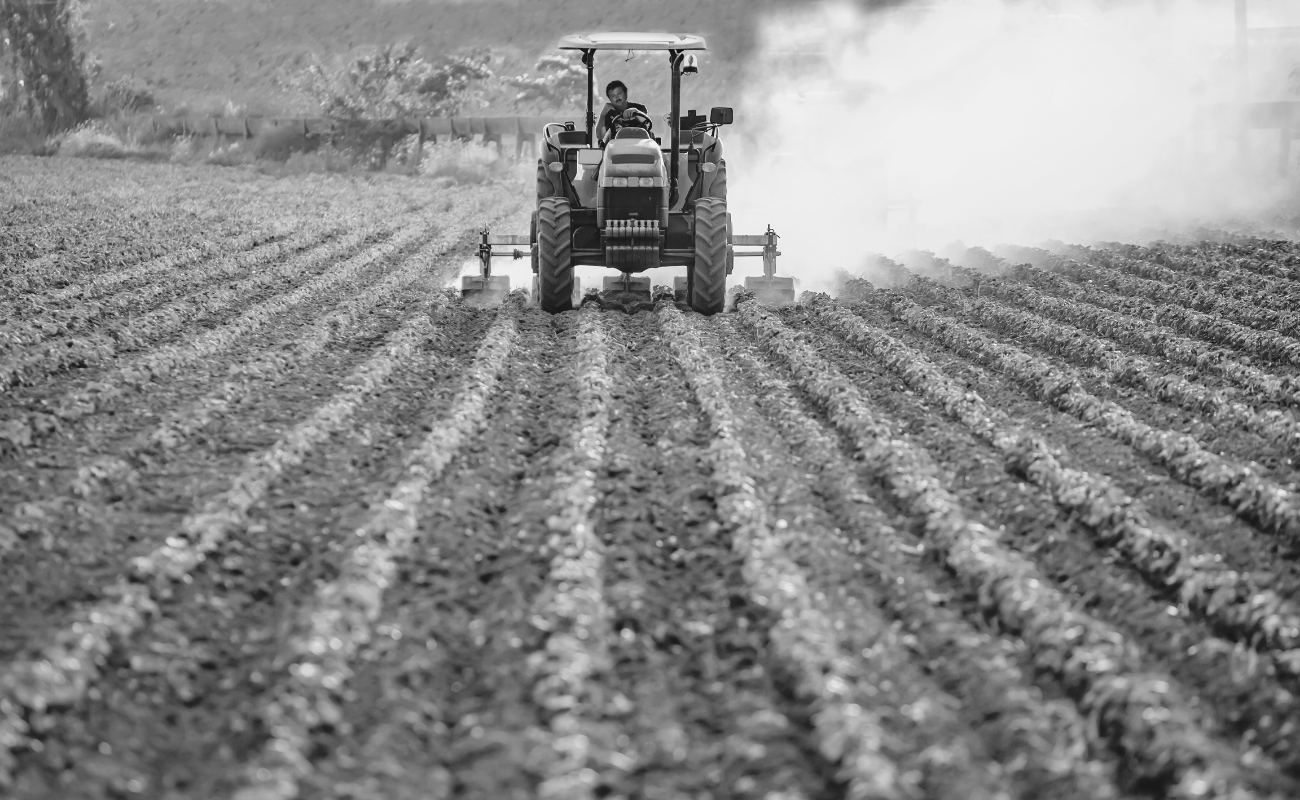 Estrés térmico por calor: cómo proteger a los trabajadores agrícolas este verano